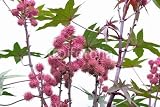 Wallmonkeys Peel and Stick Wall Decals - Wunderbaum - Castor Oil Plant 09 - Removable Graphic