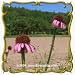 1 Oz Reflexed Coneflower (Echinacea atrorubens) Bulk Wildflower Seeds