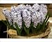 Photographic Prints of Chelsea Flower Show from Prints Prints Prints