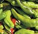 Extreme Heat Chilli Cookery Course