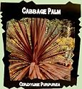 Cabbage Palm 10 Seeds - Cordyline purpurea - Exotic