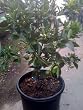 Tango Mandarin Orange Tree Dwarf Five Gallon--Seedless