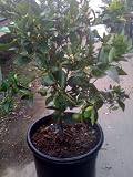 Tango Mandarin Orange Tree Dwarf Five Gallon--Seedless