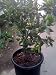 Tango Mandarin Orange Tree Dwarf Five Gallon--Seedless