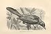 Green Boat Tail 1862 Wood'S Natural History Birds