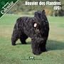 Bouvier des Flandres (US) 2007 Wall Calendar