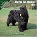 Bouvier des Flandres (US) 2007 Wall Calendar