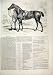 1874 HORSE CASHIER MAN LEADING SHELDON WILLIAMS PRINT
