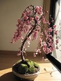 2012年　 枝垂れ梅盆栽　　しだれ梅の　八重咲の花と　梅の香りの　贈り物　　二月頃　開花します。