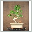 Fukien Tea Bonsai Tree Recession Special I
