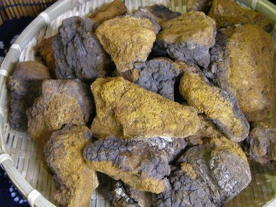 北海道産　カバノアナタケ茶（チャーガ茶）　1ｋｇ塊（原体）