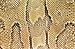 Wallmonkeys Peel and Stick Wall Decals - Textures Snakeskin #03 - Removable Graphic