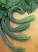 Cucumber, Suyo Long, Burpless Photographic Poster Print by Wally Eberhart, 12x16