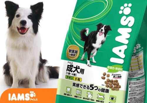 アイムス 成犬用チキン小粒 7kgx1