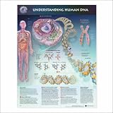 Chart - Understanding Human DNA