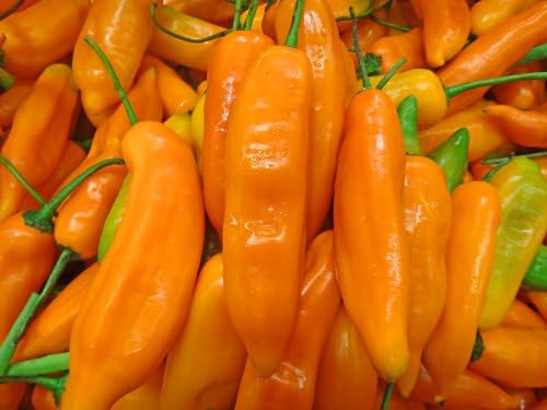 SeedsDirect's Aji Amarillo Seeds - 20 Pack - Certified Organic Non - GMO