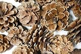 Bulk Package of Natural Pinecones-1/2 Pound