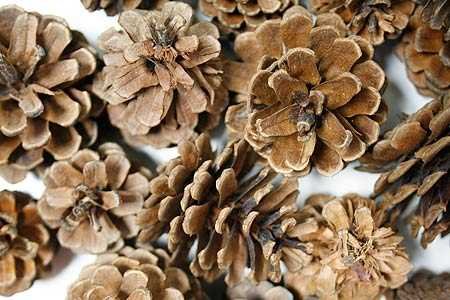 Bulk Package of Natural Pinecones-1 2 Pound