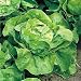 Thompson & Morgan 'Fatima' Butterhead Lettuce Organic SEEDS