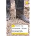 Teach Yourself Keeping Pigs (Teach Yourself General)