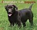 Just Chocolate Lab Puppies 2009 Calendar by Wall 12