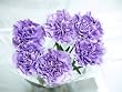 20 Fresh-cut Lavender Moonaqua Carnations (advance ordering recommended)