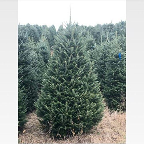 Real Christmas Tree Fraser Fir Premium Grade 5.5 FT to 6 Foot