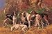 Art Poster, Poitou Hounds - 27.5 x 18.75