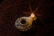Biblical Oil Lamp