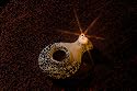 Biblical Oil Lamp