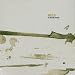 Hecq-A Dried Youth
