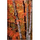 Blank Journal: Fall Birches by  Stillman