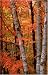 Blank Journal: Fall Birches