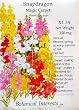 Snapdragon Seeds Magic Carpet 550 Seeds