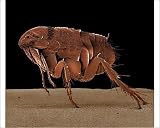 Photographic Prints of Lrds-52 Cat Flea from Ardea Wildlife Pets