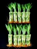 100 Pieces of 6 Inches Straight Lucky Bamboo