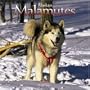 Alaskan Malamutes 2006 Calendar