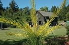 Pinus Strobus Louie - Eastern White Pine Tree - Pot Size #1 Gal.