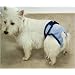 PoochPad Small PoochPant Diaper