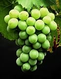  Weinrebe Lakemont©,...
