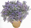 15" Indoor / Outdoor Boxwood (Purple) Plant