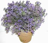 15 Inches Indoor / Outdoor Boxwood (Purple) Plant