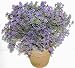 Silk Plants Plus - 123432 - 0