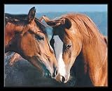 Tenderness (Two Horses) White Wood-Mounted Art Poster Print - 16