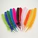 Assorted Turkey Feathers