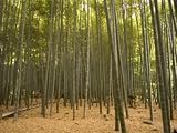 Stone Lantern, Bamboo Forest, Kamakura City, Kanagawa Prefecture, Honshu Island, Japan Stretched Canvas Poster Print by Christian Kober, 24x32 Stone Lantern, Bamboo Forest, Kamakura City, Kanagawa Prefecture, Honshu Island, Japan Stretched Canvas Poster Print by Christian Kober, 24x32