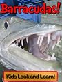 Barracudas! Learn About Barracudas and Enjoy Colorful Pictures - Look and Learn! (50+ Photos of Barracudas)