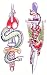 Snake and Tiger Knives Temporary Tattoo Body Art