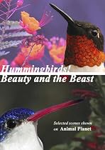 Stream Hummingbirds! Beauty and the Beast Online.