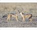 Photographic Prints of SE-650 Black-backed Jackal - 16 week old pups grooming each other from Ardea 